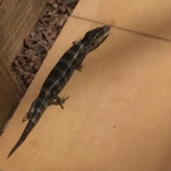 Cyclodomorphus gerrardii (Pink-tongued Skink) at Tinbeerwah, QLD - 20 Dec 2019 by Liam.m