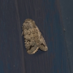 Proteuxoa capularis (Half-moon Noctuid) at Higgins, ACT - 6 Mar 2020 by AlisonMilton