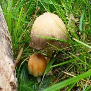Coprinellus etc. at Forde, ACT - 13 Sep 2020