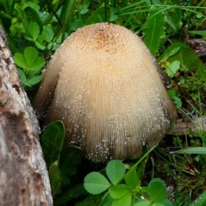 Coprinellus etc. at Forde, ACT - 13 Sep 2020 11:16 AM