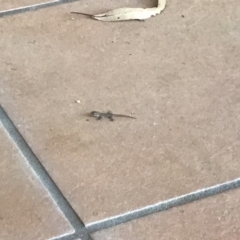 Hemidactylus frenatus (Asian House Gecko) at Tinbeerwah, QLD - 18 Dec 2019 by Liam.m