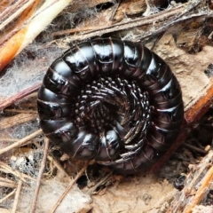 Paradoxosomatidae sp. (family) (Millipede) at Forde, ACT - 13 Sep 2020 by HarveyPerkins