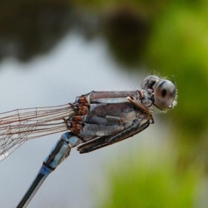 Austrolestes aridus at Forde, ACT - 13 Sep 2020