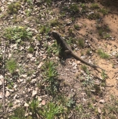 Pogona barbata (Eastern Bearded Dragon) at Hughes Grassy Woodland - 11 Sep 2020 by KL