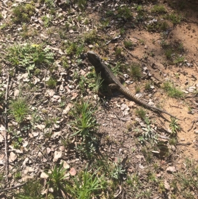 Pogona barbata (Eastern Bearded Dragon) at Deakin, ACT - 11 Sep 2020 by KL