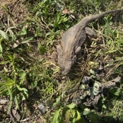 Pogona barbata (Eastern Bearded Dragon) at Red Hill to Yarralumla Creek - 12 Sep 2020 by KL