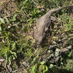 Pogona barbata at Hughes, ACT - suppressed