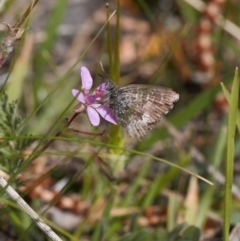 Theclinesthes serpentata (Saltbush Blue) at Tuggeranong Hill - 12 Sep 2020 by RAllen