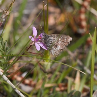 Theclinesthes serpentata (Saltbush Blue) at Tuggeranong Hill - 12 Sep 2020 by RAllen