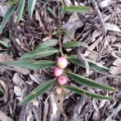 Eremophila debilis (Winter Apple) at Campbell, ACT - 13 Sep 2020 by SilkeSma