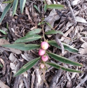 Eremophila debilis at Campbell, ACT - 13 Sep 2020