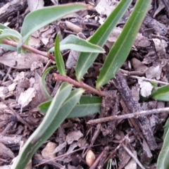 Eremophila debilis at Campbell, ACT - 13 Sep 2020