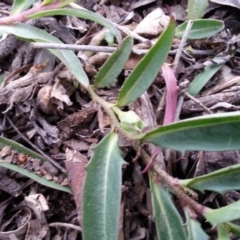 Eremophila debilis at Campbell, ACT - 13 Sep 2020