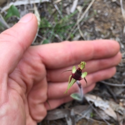Caladenia actensis (Canberra Spider Orchid) at Mount Majura - 12 Sep 2020 by WalterEgo