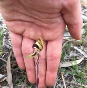 Caladenia actensis at suppressed - suppressed