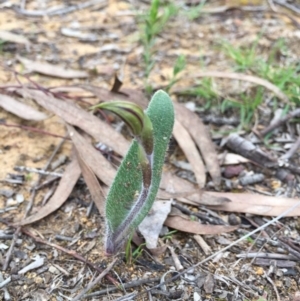 Caladenia actensis at suppressed - suppressed