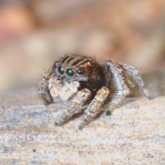 Maratus vespertilio (Bat-like peacock spider) at Mount Majura - 8 Sep 2020 by Harrisi