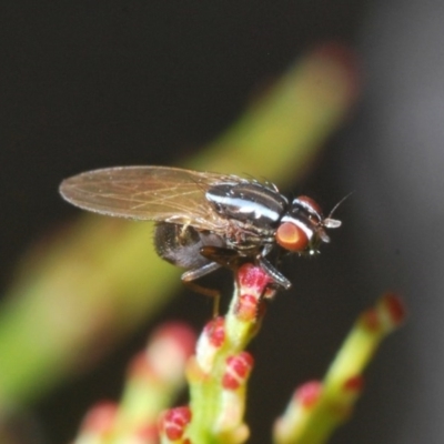 Lauxaniidae (family) (Unidentified lauxaniid fly) at Dryandra St Woodland - 13 Sep 2020 by Harrisi