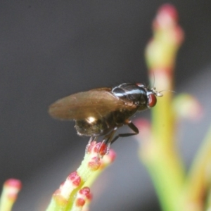 Lauxaniidae (family) at O'Connor, ACT - 13 Sep 2020