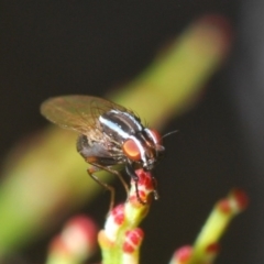 Lauxaniidae (family) at O'Connor, ACT - 13 Sep 2020