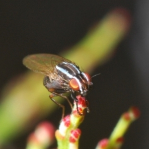 Lauxaniidae (family) at O'Connor, ACT - 13 Sep 2020