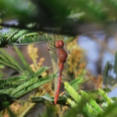 Diplacodes bipunctata (Wandering Percher) at Mount Majura - 8 Sep 2020 by Harrisi