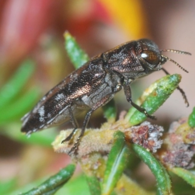 Diphucrania acuducta (Acuducta jewel beetle) at Dryandra St Woodland - 13 Sep 2020 by Harrisi