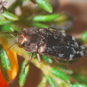 Diphucrania acuducta at O'Connor, ACT - 13 Sep 2020