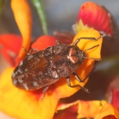 Diphucrania acuducta at O'Connor, ACT - 13 Sep 2020