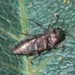 Diphucrania acuducta at O'Connor, ACT - 13 Sep 2020