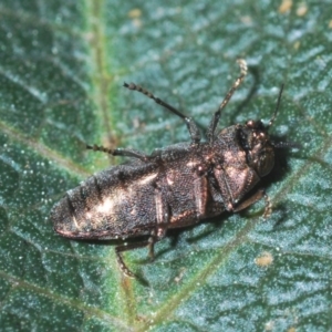 Diphucrania acuducta at O'Connor, ACT - 13 Sep 2020