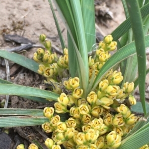 Lomandra bracteata at Majura, ACT - 13 Sep 2020