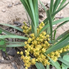 Lomandra bracteata at Majura, ACT - 13 Sep 2020