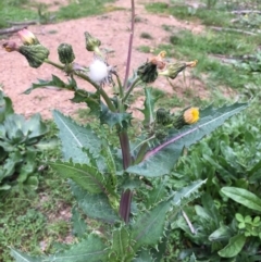 Sonchus asper (Prickly Sowthistle) at Majura, ACT - 13 Sep 2020 by JaneR