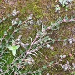 Spergularia rubra (Sandspurrey) at Mount Majura - 13 Sep 2020 by JaneR