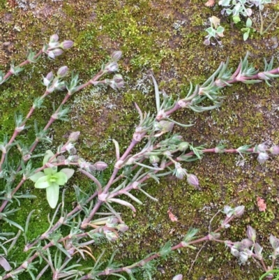 Spergularia rubra (Sandspurrey) at Mount Majura - 13 Sep 2020 by JaneR