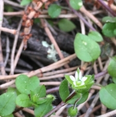 Stellaria media (Common Chickweed) at Mount Majura - 13 Sep 2020 by JaneR