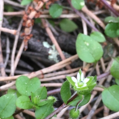 Stellaria media (Common Chickweed) at Mount Majura - 13 Sep 2020 by JaneR