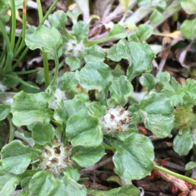 Stuartina muelleri (Spoon Cudweed) at Mount Majura - 13 Sep 2020 by JaneR