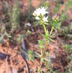 Asperula conferta (Common Woodruff) at Majura, ACT - 12 Sep 2020 by JaneR