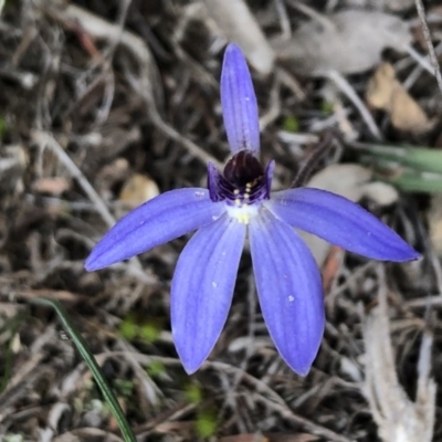 Cyanicula caerulea (Blue Fingers, Blue Fairies) at Sutton, NSW - 4 Sep 2020 by Whirlwind