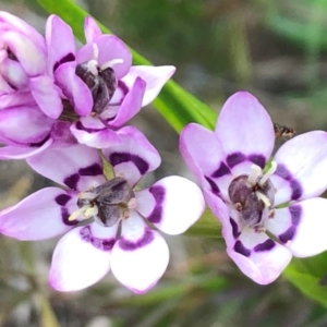 Wurmbea dioica subsp. dioica at Sutton, NSW - 13 Sep 2020