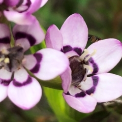 Wurmbea dioica subsp. dioica at Sutton, NSW - 13 Sep 2020