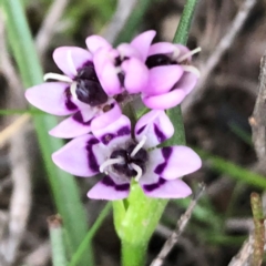 Wurmbea dioica subsp. dioica at Sutton, NSW - 13 Sep 2020