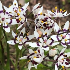 Wurmbea dioica subsp. dioica (Early Nancy) at Sutton, NSW - 5 Sep 2020 by Whirlwind