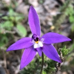 Glossodia major (Wax Lip Orchid) at Sutton, NSW - 13 Sep 2020 by Whirlwind