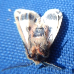 Ardices curvata (Crimson Tiger Moth) at Bawley Point, NSW - 12 Sep 2020 by GLemann