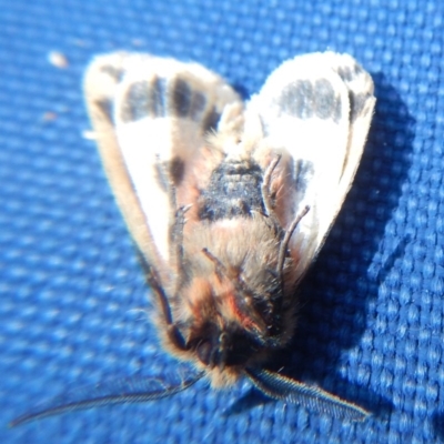 Ardices curvata (Crimson Tiger Moth) at Bawley Point, NSW - 12 Sep 2020 by GLemann