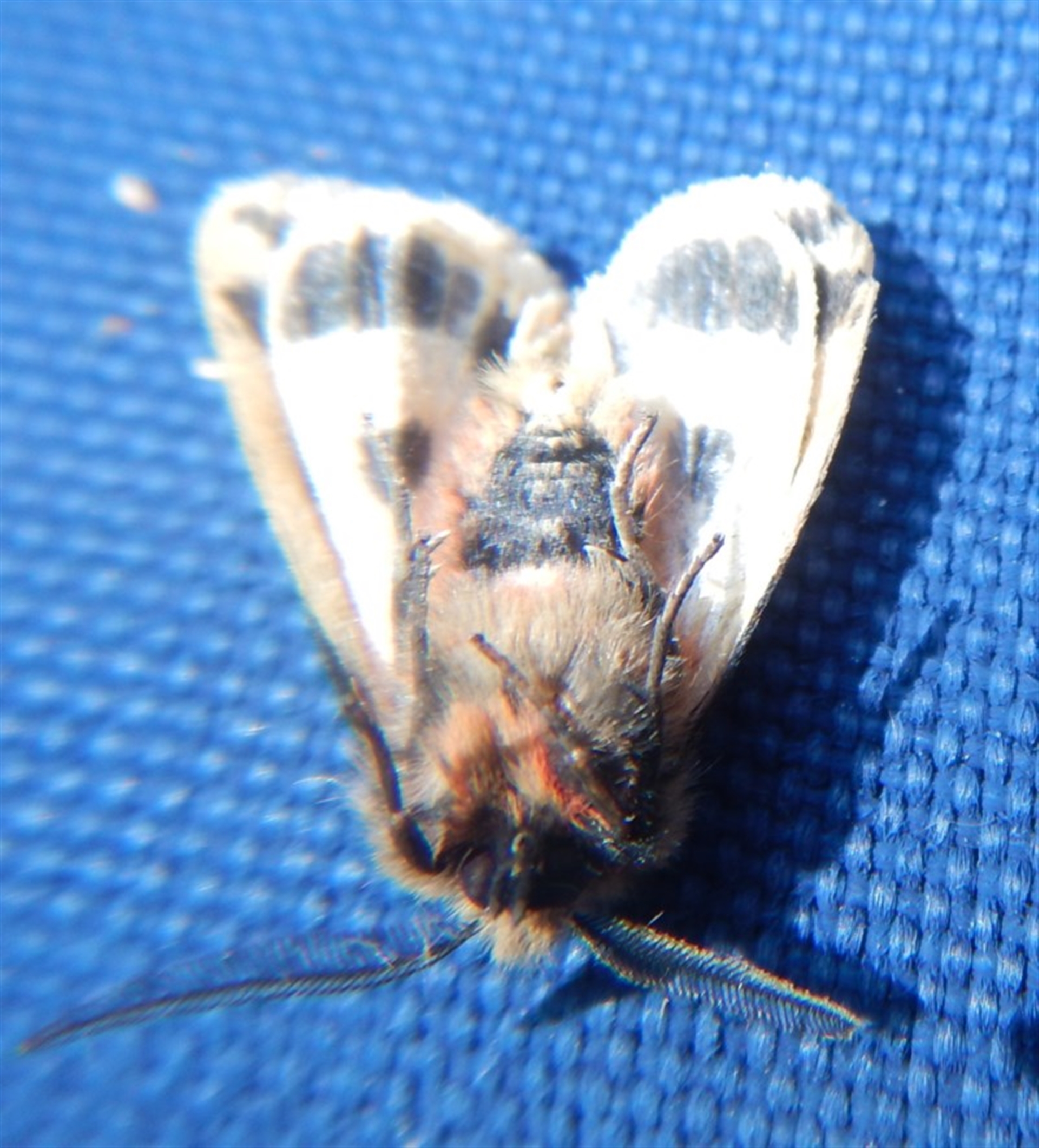 Ardices curvata at Bawley Point, NSW - 12 Sep 2020 11:27 AM