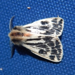 Ardices curvata at Bawley Point, NSW - 12 Sep 2020